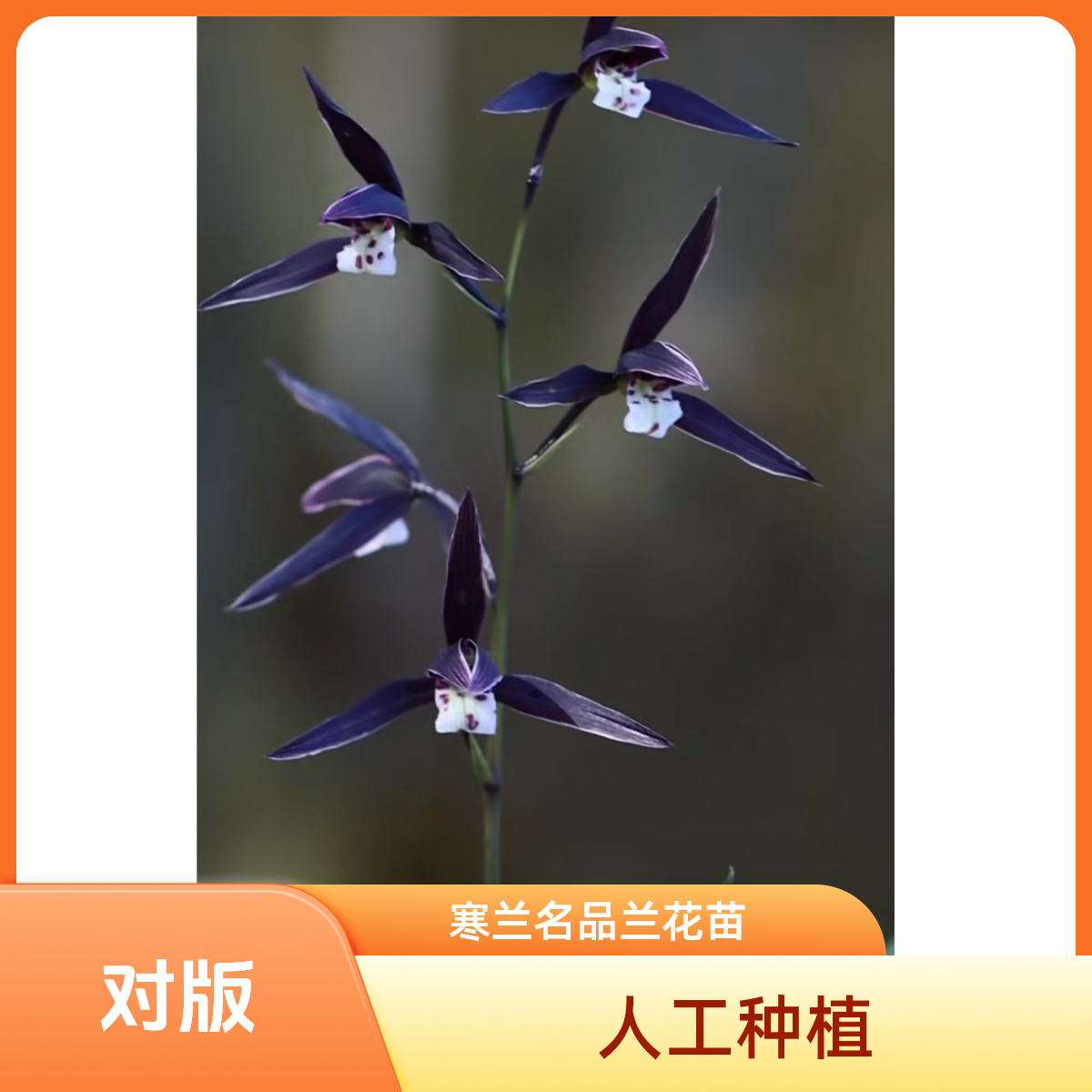 【紫薇】寒兰名品 国兰老种2苗 花开浓香 好养易活 对版 人工种植