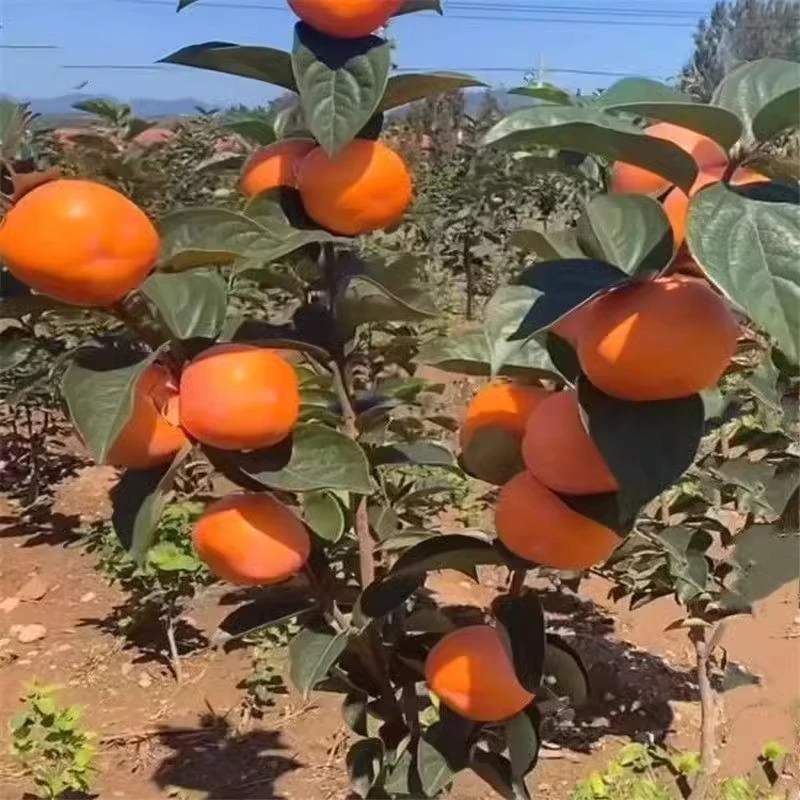 甜脆奶油苹果水果柿子苗树嫁接柿子树果树果苗当年结果南方北特大