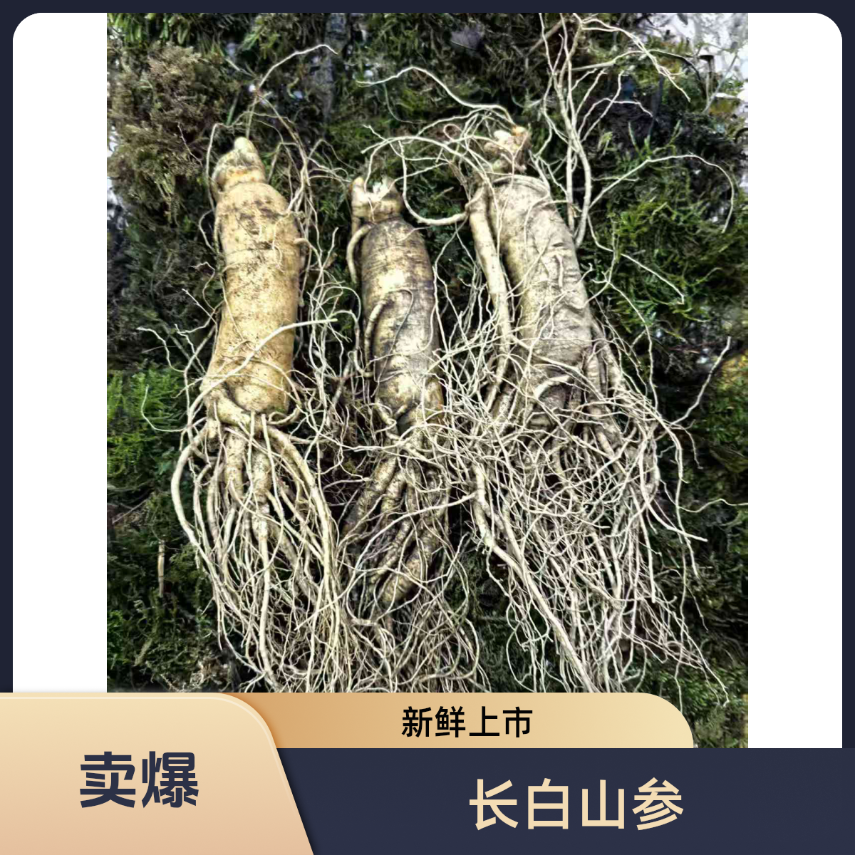 长白山现挖新鲜可煲汤泡酒100g/支  5-6支一斤