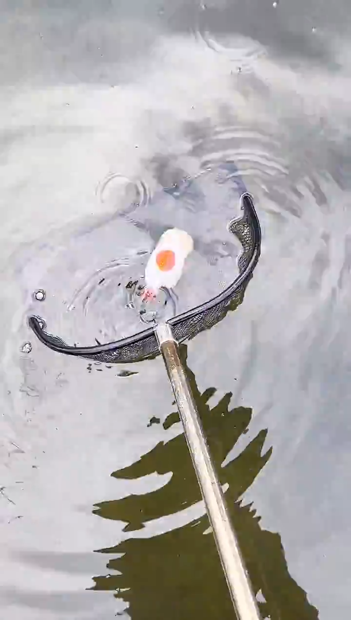 金鱼火*水娃娃观赏鱼兰寿金鱼  不包邮