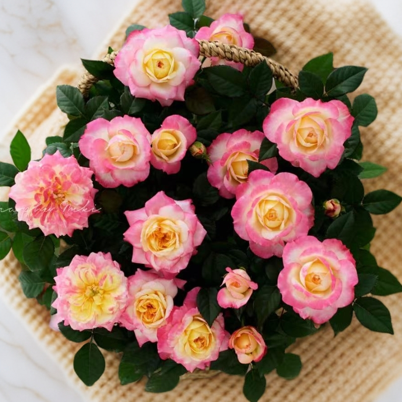 黑哥的花园新品春娇月季粉白渐变果冻色鲜美抗病性强耐热庭院阳台