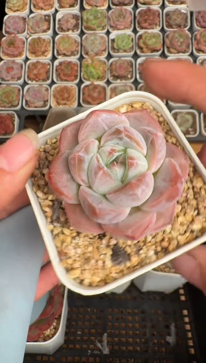 255b 珍妮多肉(6.5cm杯）一物一拍 带盆土发