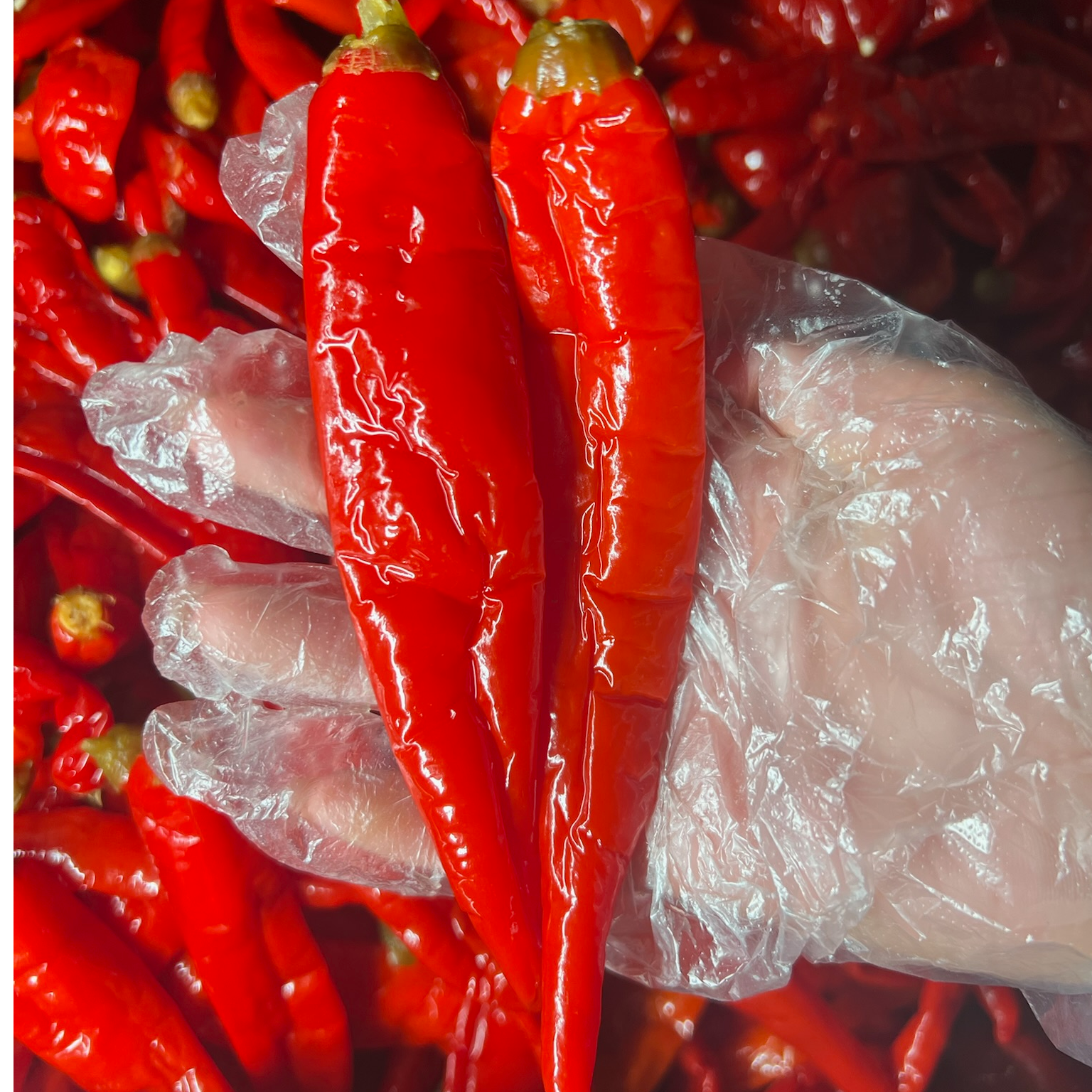 【老坛酸辣椒】新鲜红泡椒味道鲜美本地红辣椒好吃酸辣种植