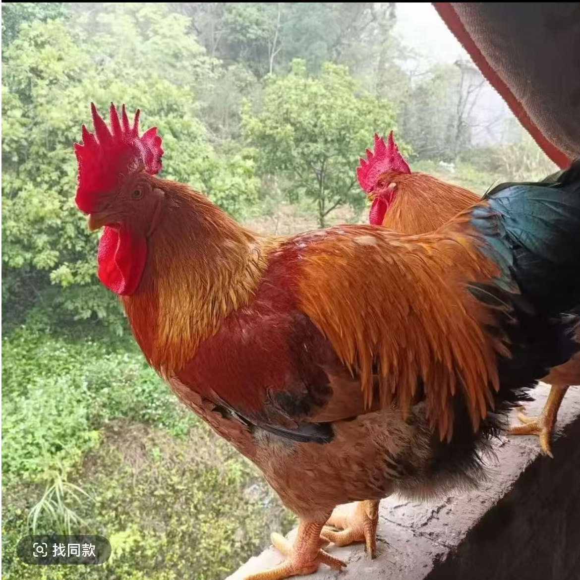 7两左右九斤红鸡K9大红公鸡