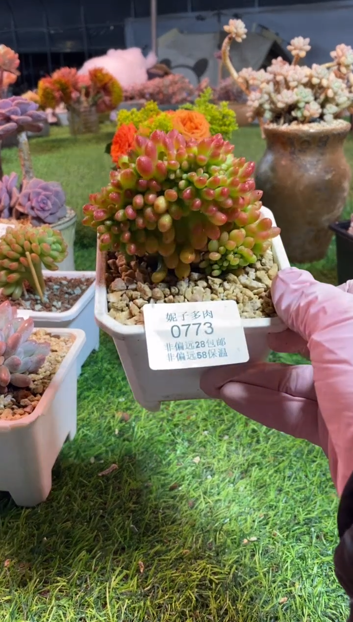 【闪购商品】0773a