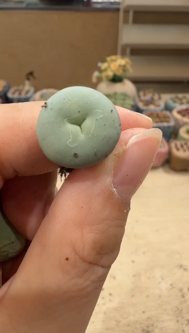 8-10多肉植物肉锥