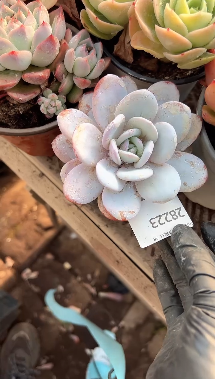 郭*阿迷洲多肉花卉28223