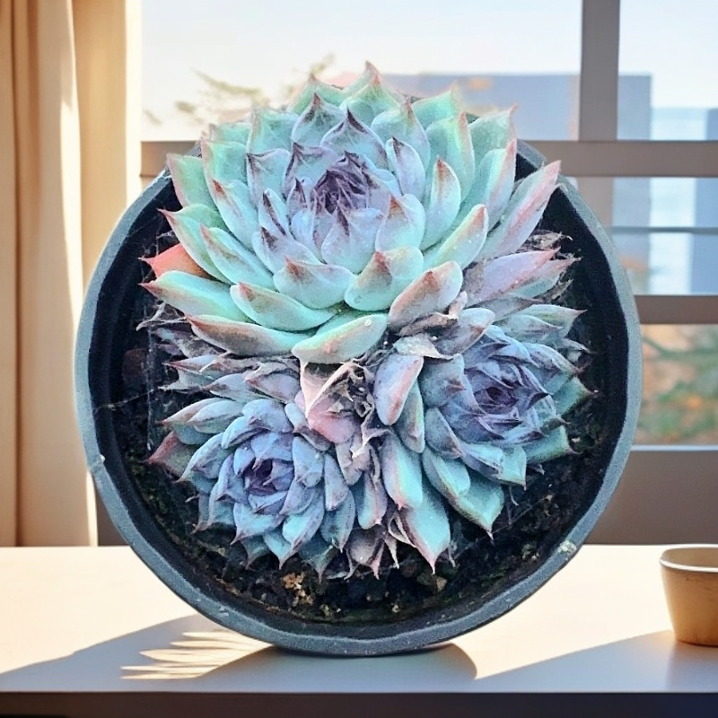 77多肉（蓝莓）基地直发