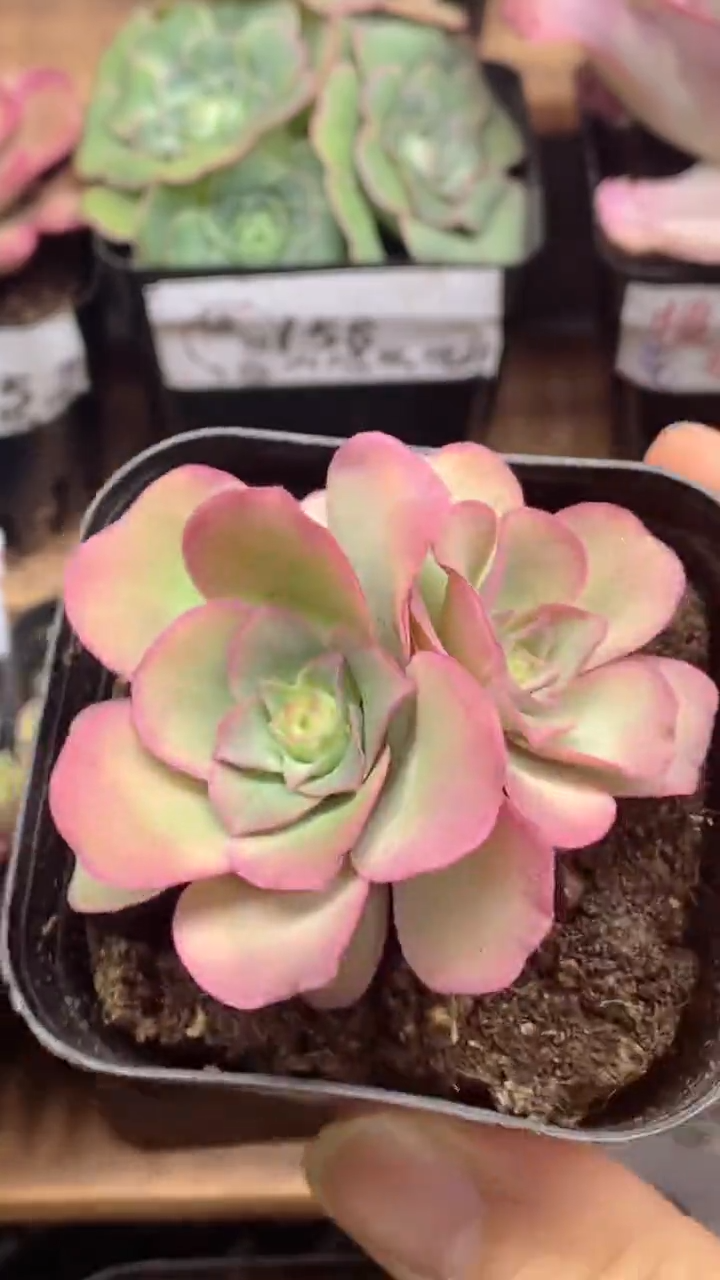 楹楹山地玫瑰/175