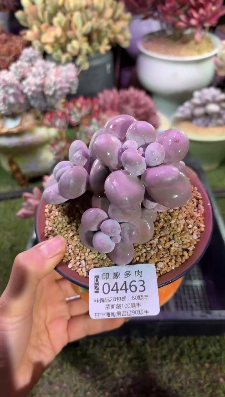 【闪购商品】04463