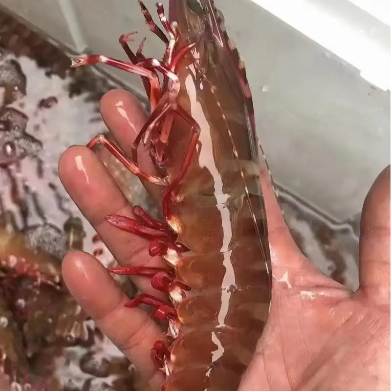 食最鲜广东博贺港新鲜野生红爪虾肉质Q弹深海捕捞顺丰冷链发货