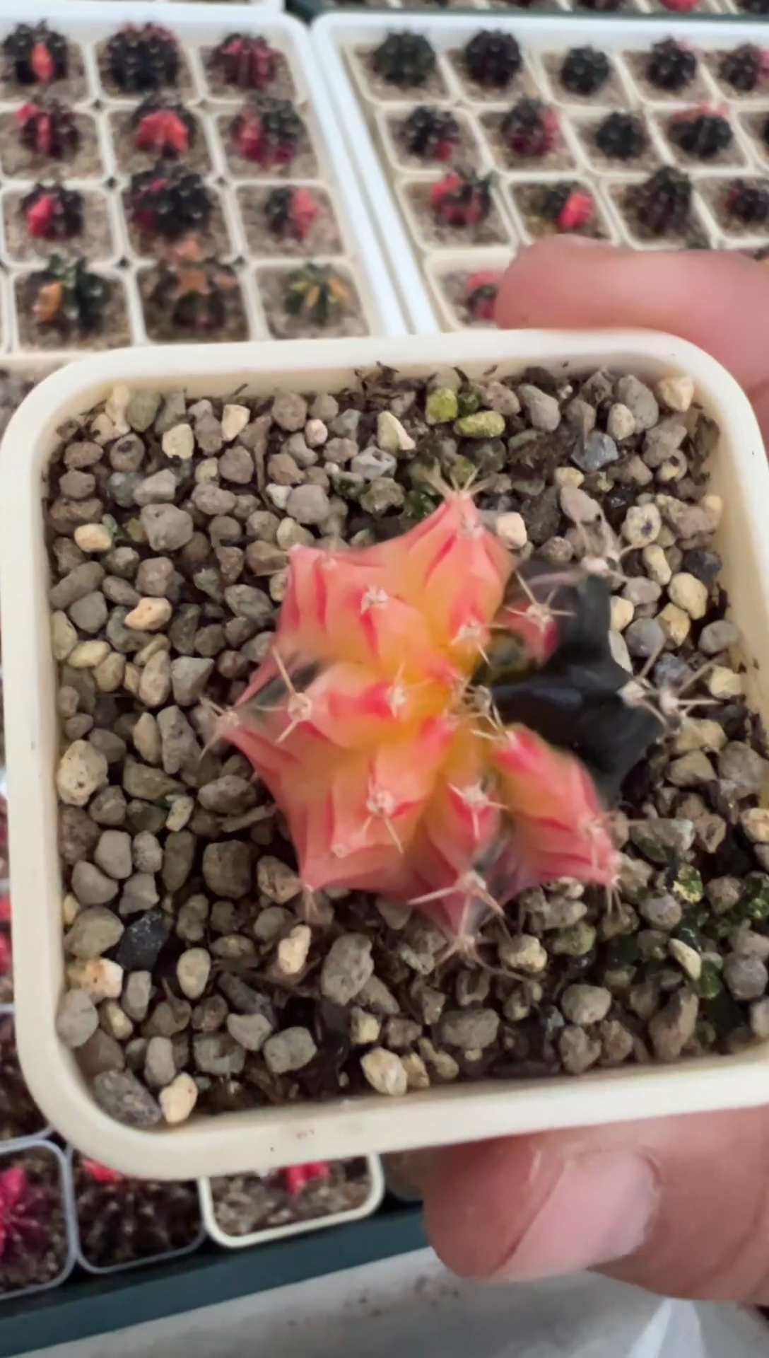 508好看的米哈冲冲冲泰国实生