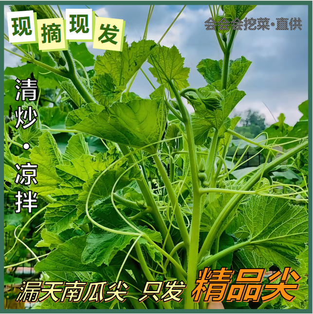 【会会现摘】新鲜南瓜嫩尖 龙须菜 当季减脂蔬菜 现摘现发