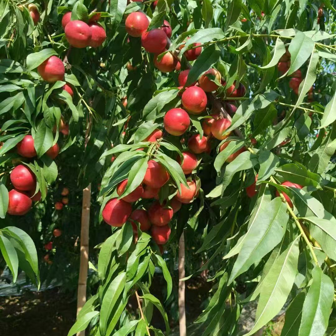 2级苗，新品种桃树苗