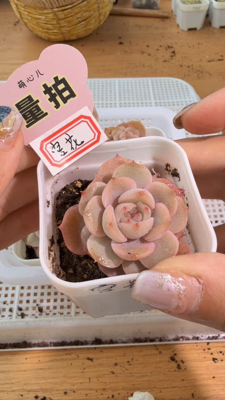 宫花 五方一盆 单双混 量拍混发