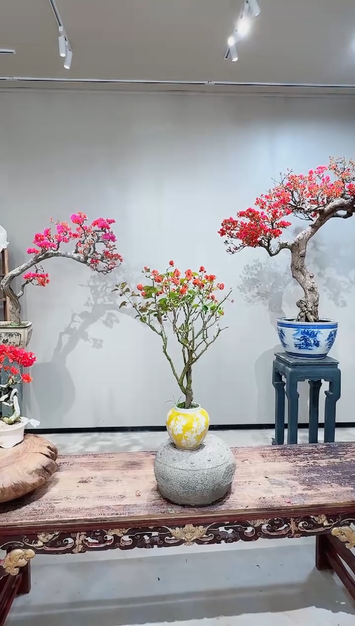 【闪购商品】盆景贝壳三角梅