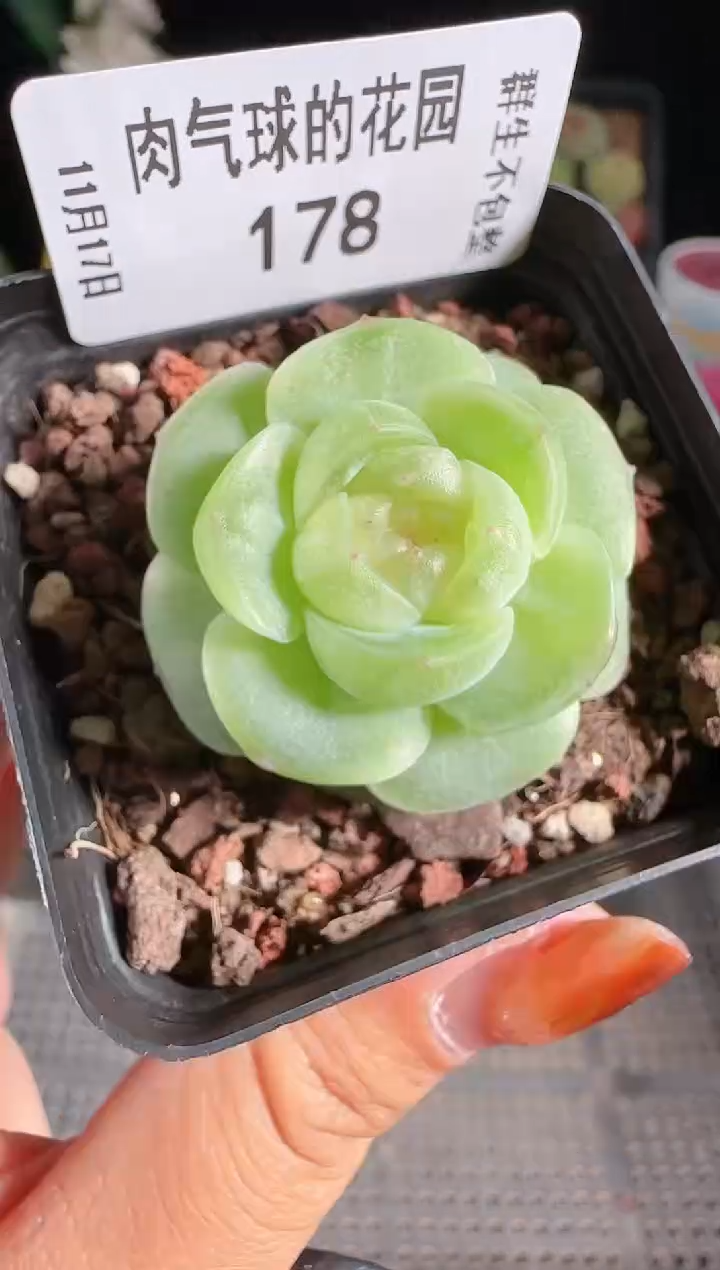 1117-178流光群生不包整