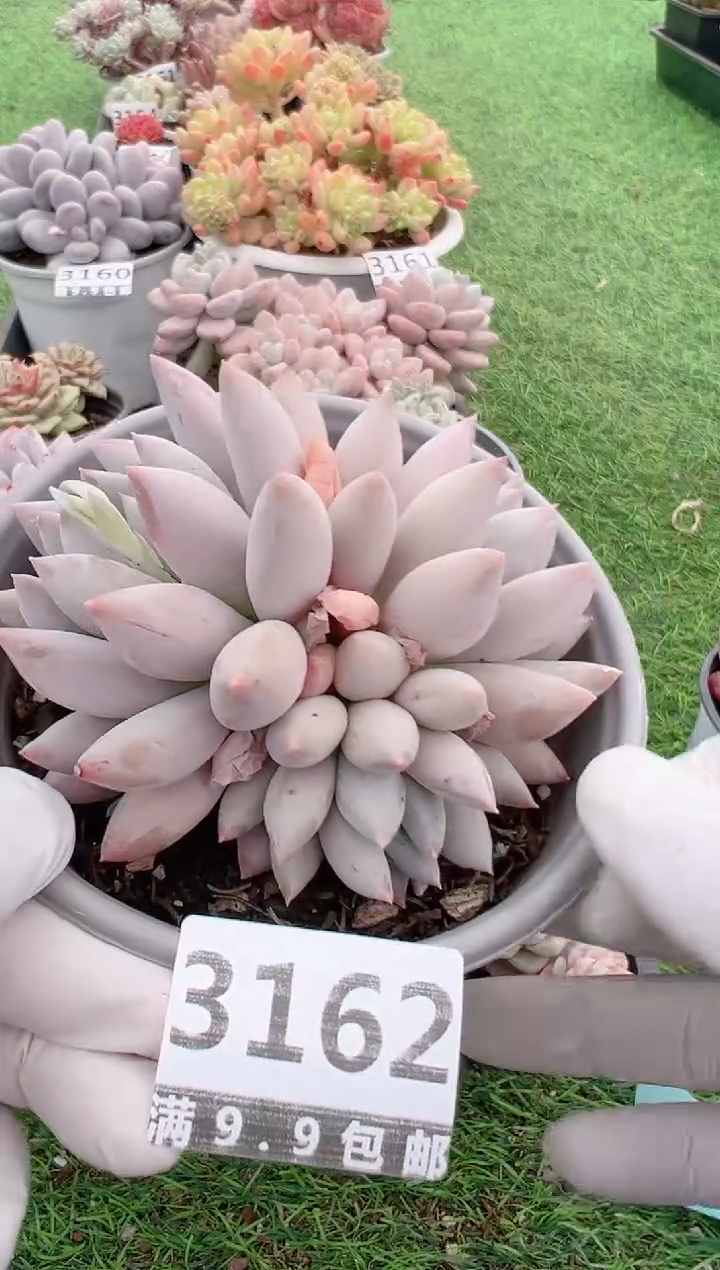 【闪购商品】信福多肉一物一拍