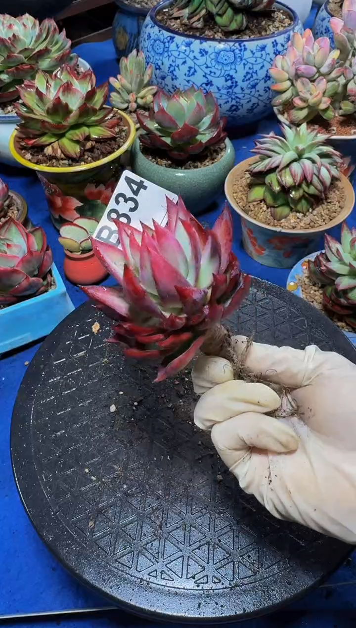 B834惊鸿仙子-----