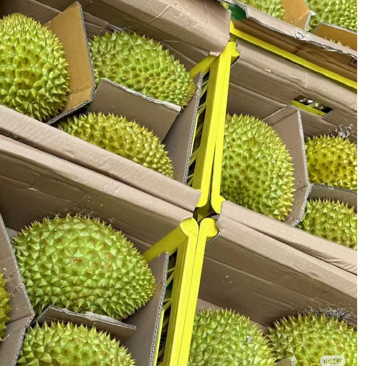 【ZPJ专属整箱】 顺丰包邮次日达树熟新鲜榴莲干尧整箱发货送货上门15-19斤整箱核大干尧泰国东部