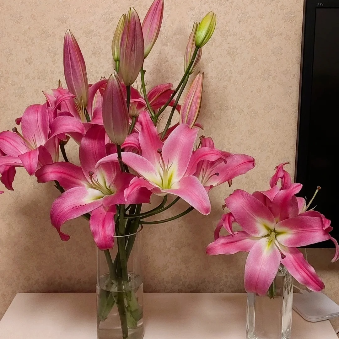 红色竞争百合凌源鲜切花基地直发