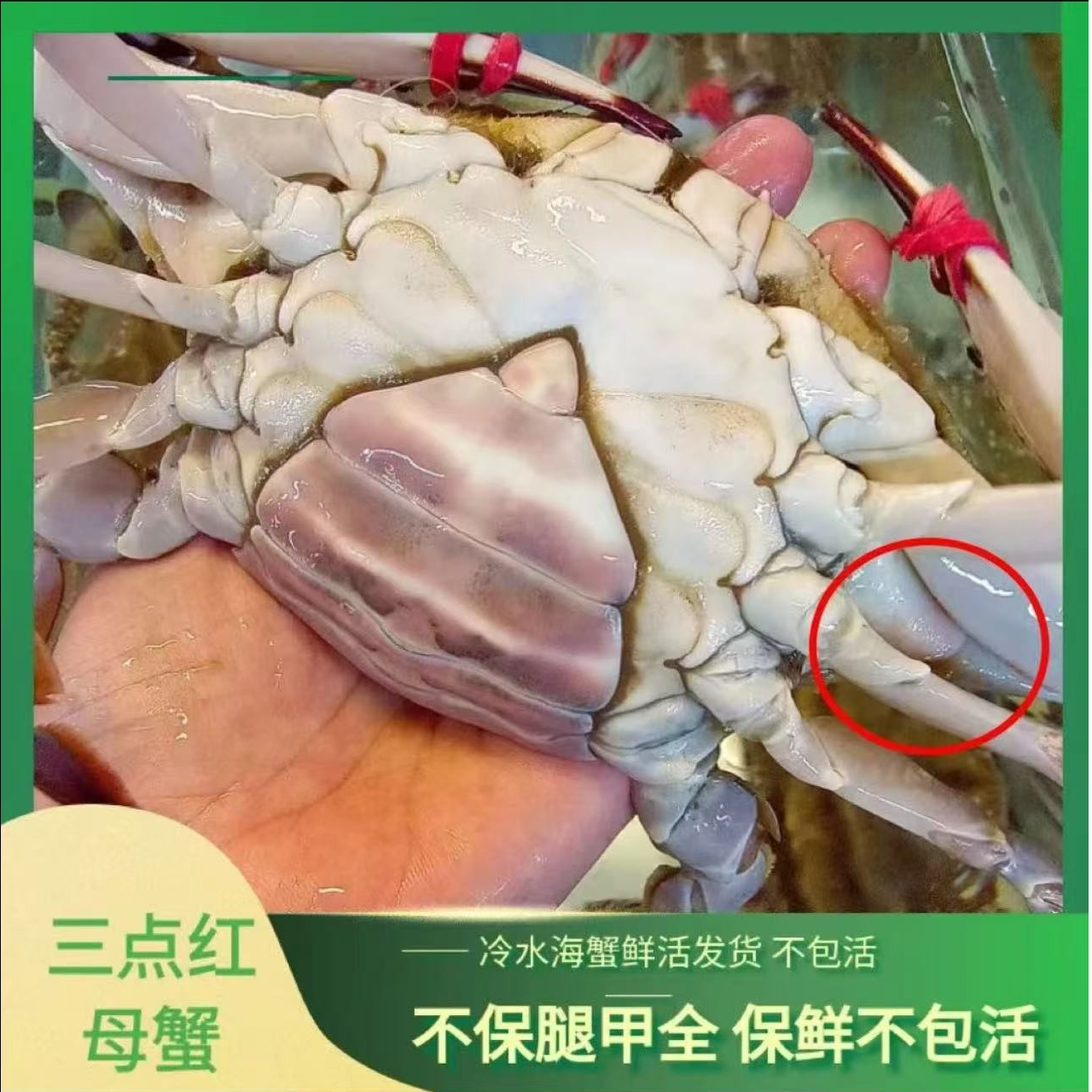 三点黄母蟹2斤 【保鲜不保活】2.2-2.8两左右/只缺腿嫌小怕冻勿拍