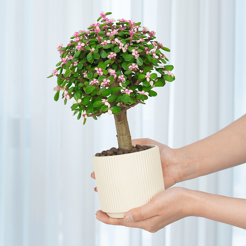 金枝玉叶网红植物多肉室内棒棒糖老桩绿植盆栽摆设懒人绿植带盆发