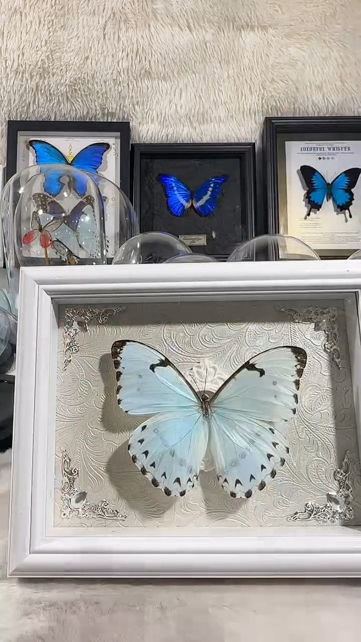 有机玻璃肯特白   