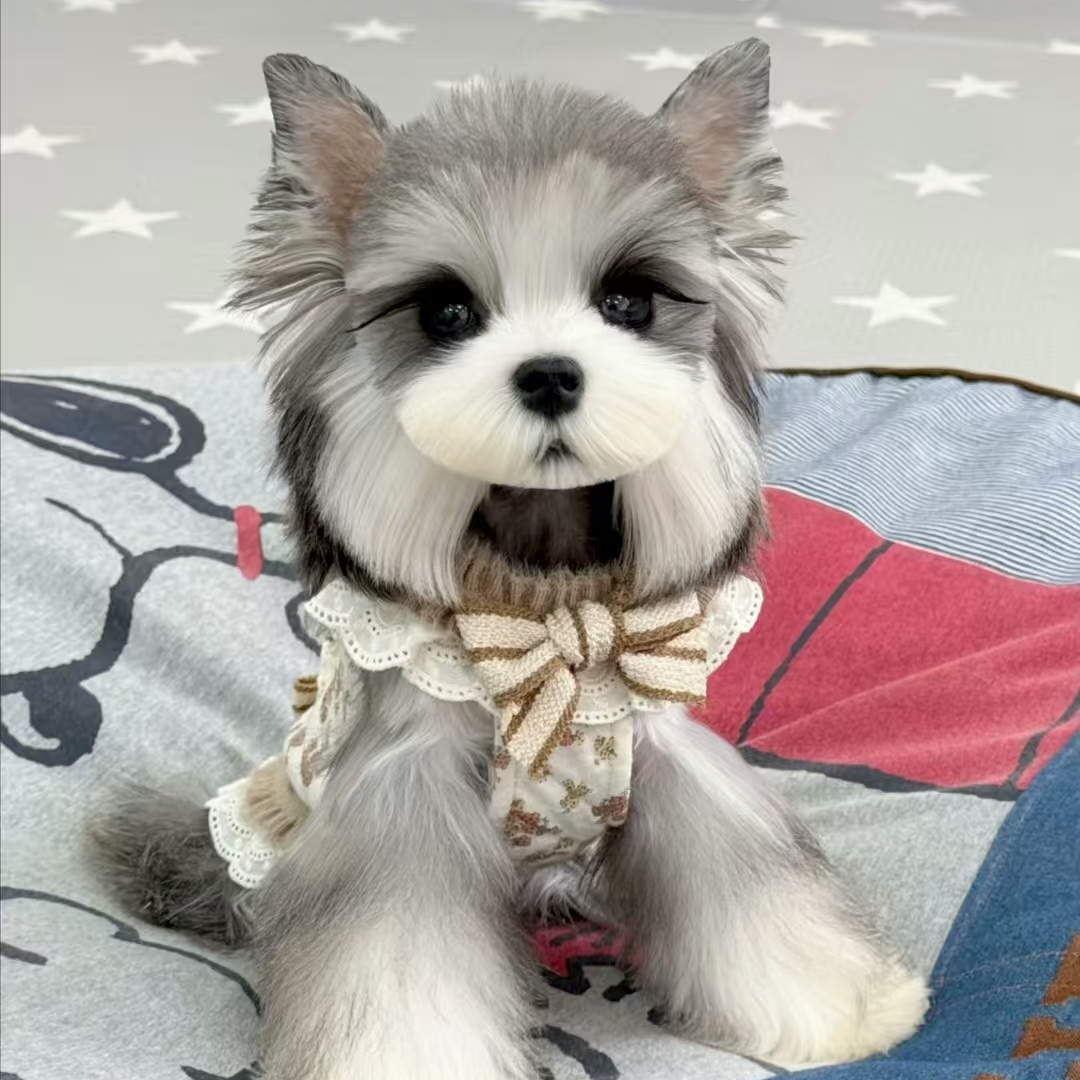 乐恩大琪宠物精致狗狗