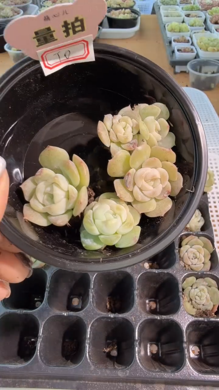 良辰/微瑕 单双混 4颗量拍混发 满9.9包邮