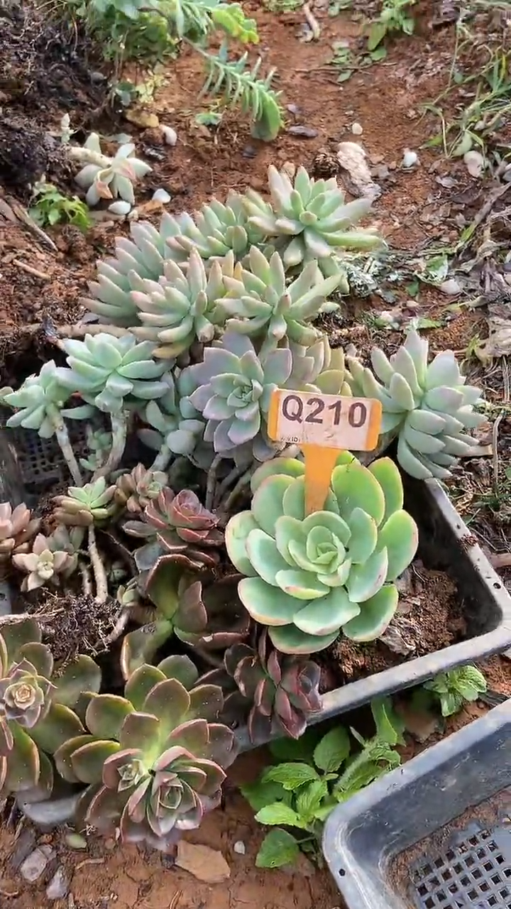 Q210地拍多肉枝头组合默认脱土发货