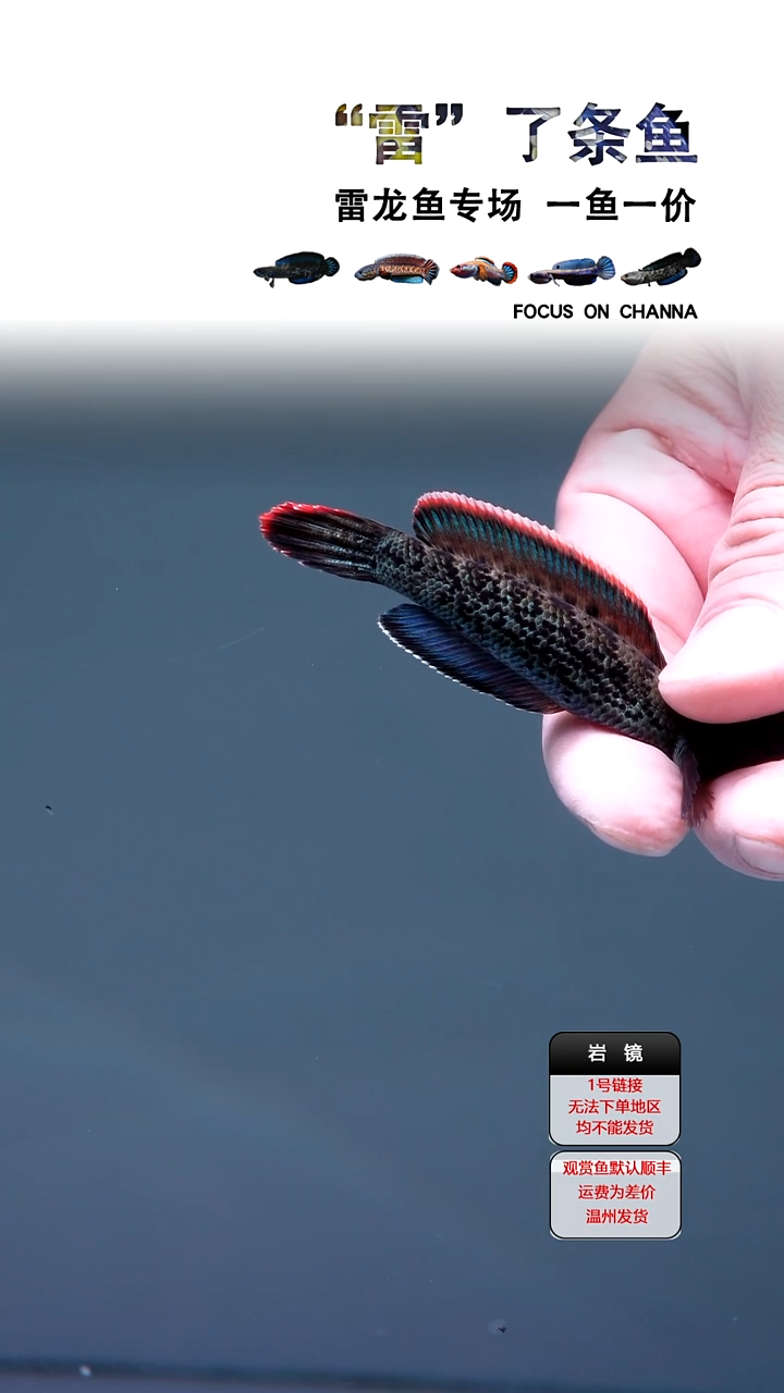 雷龙鱼牛*仓鬼王瑕疵1111111