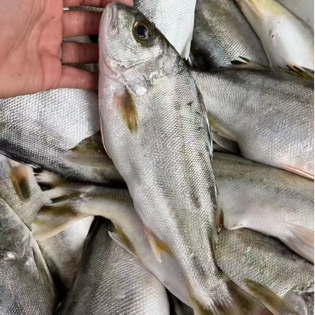 大规格野生海捕斑猪鱼 天然新鲜 极速锁鲜发货 全国顺丰冷链包邮