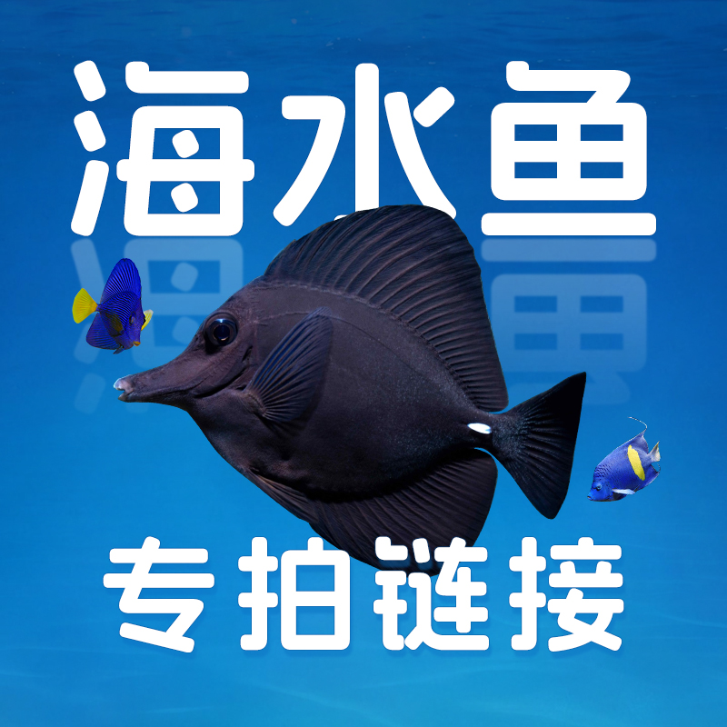【海水鱼】前海水族海水鱼观赏鱼活体海缸