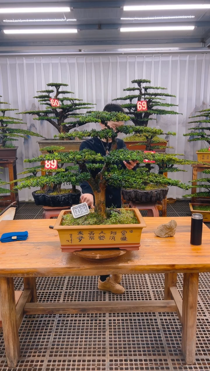 【闪购商品】紫砂精品盆景直播间一物一拍