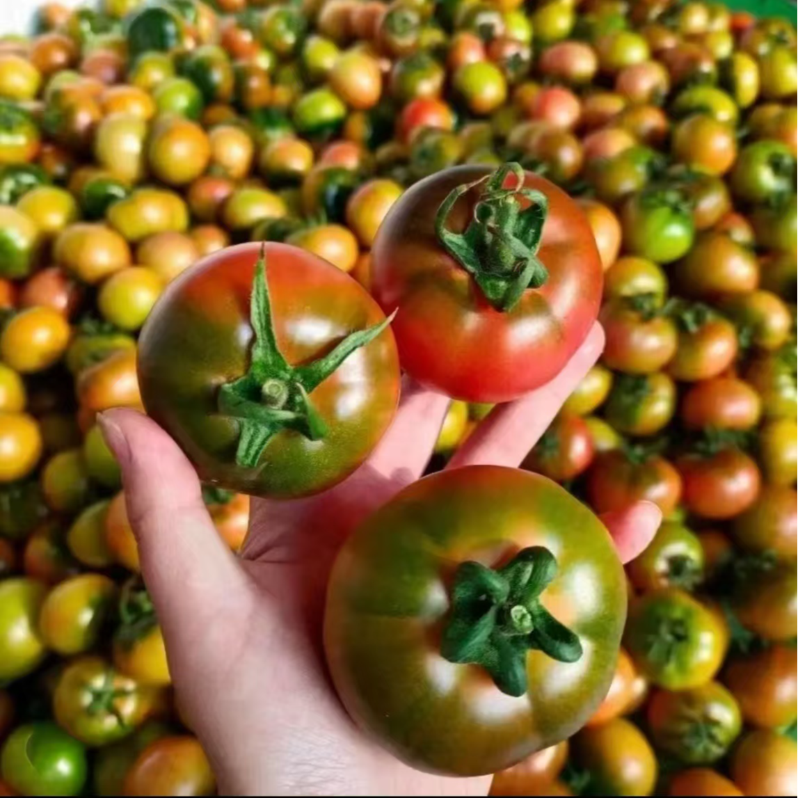 草莓西红柿大中果自然成熟甜沙瓤现摘现发毛重2850g树番茄新鲜江苏省