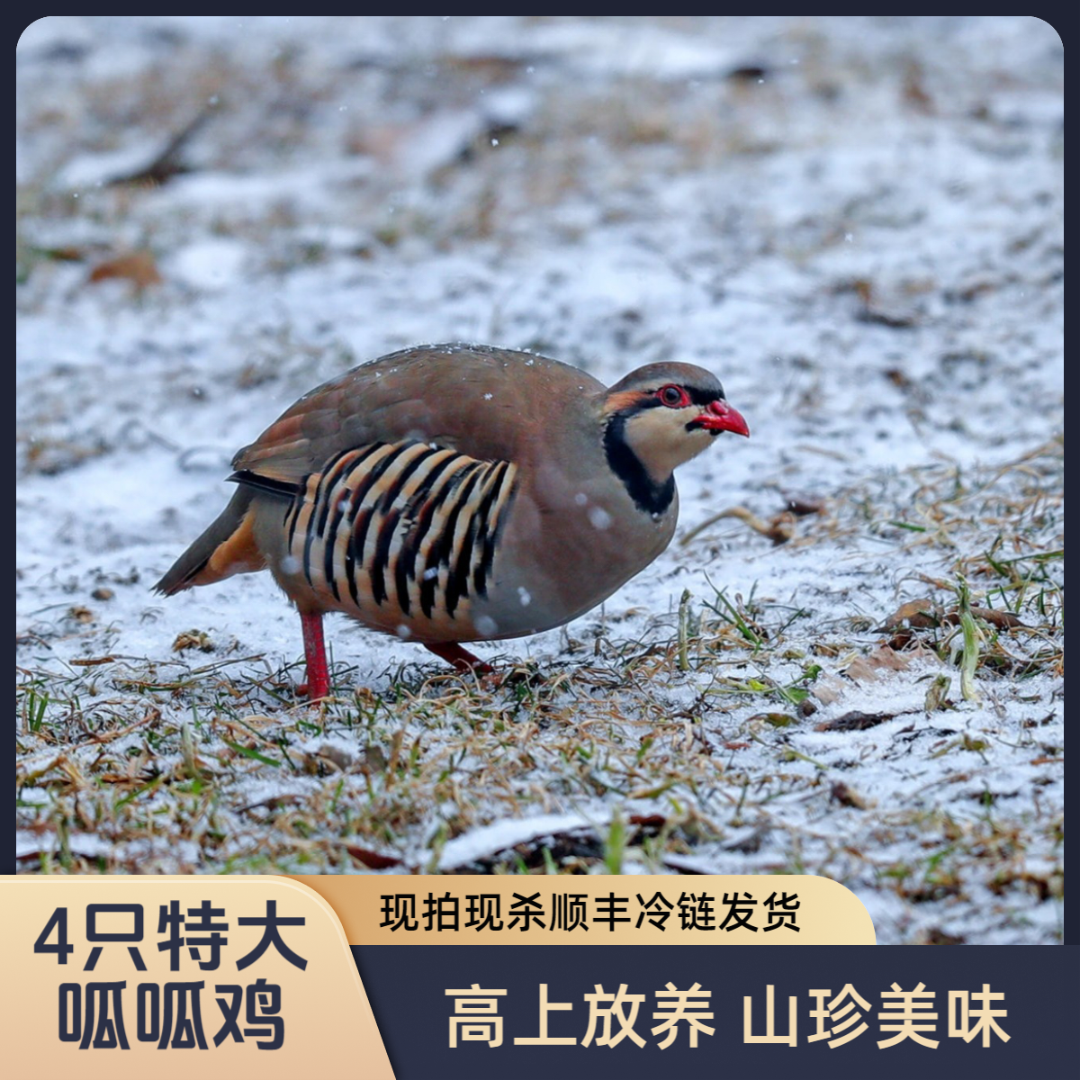 6只 呱呱鸡 咕咕鸡 现杀净膛新鲜美味散养顺丰冷链包邮