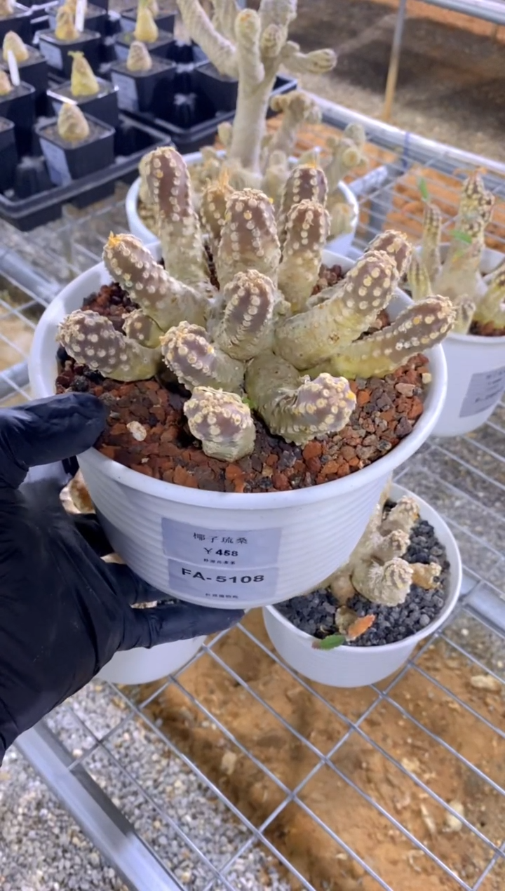 【闪购商品】椰子琉桑FA-5108