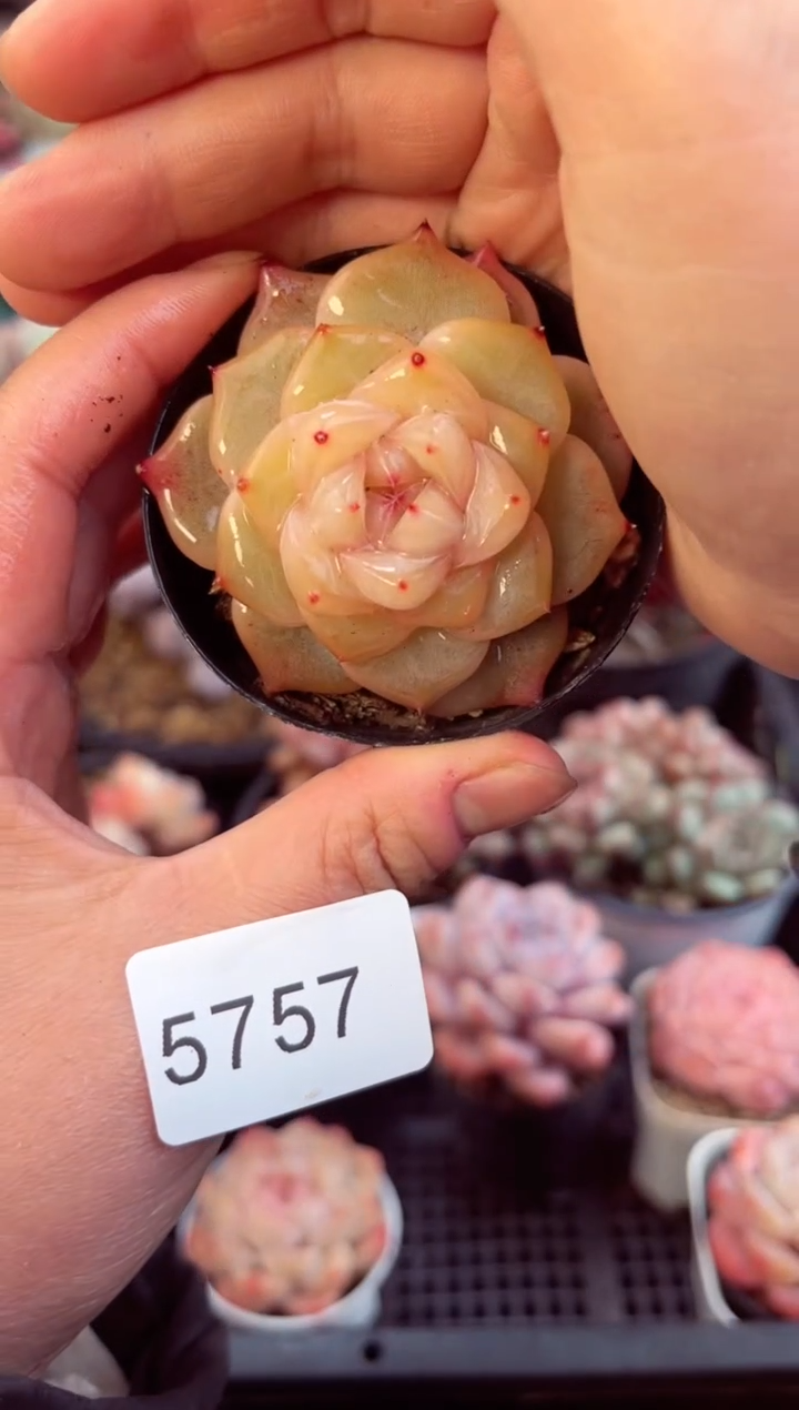 【闪购商品】5757单头珍妮多肉