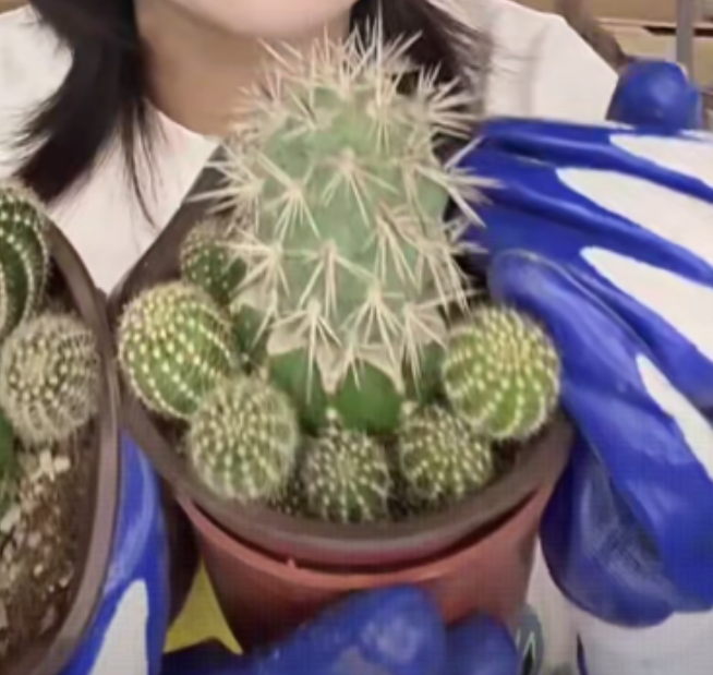 二妹园艺【 1颗  习志野草球嫁接   单头掉仔不售后 】脱土随机发货