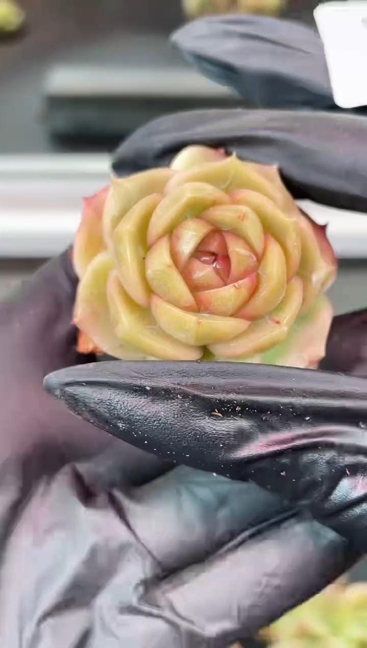 闪购2064  翡冷翠多肉一颗    5厘米