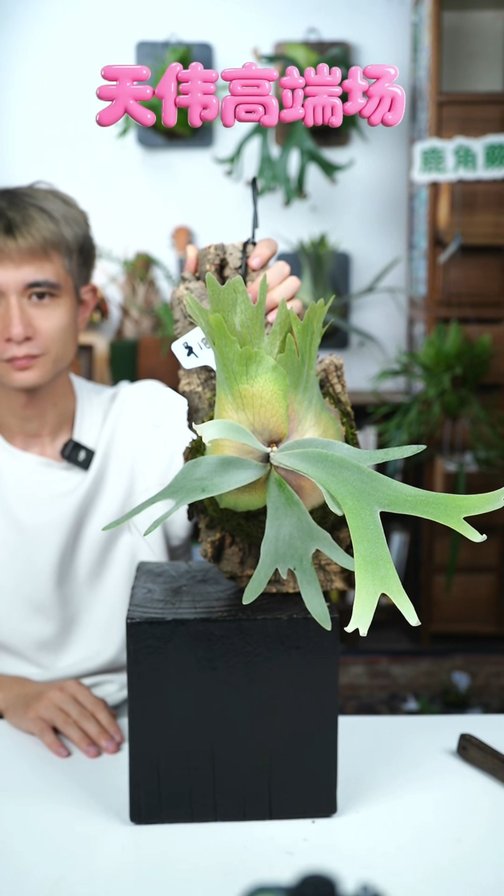 不开花植物A510-willinckii JR