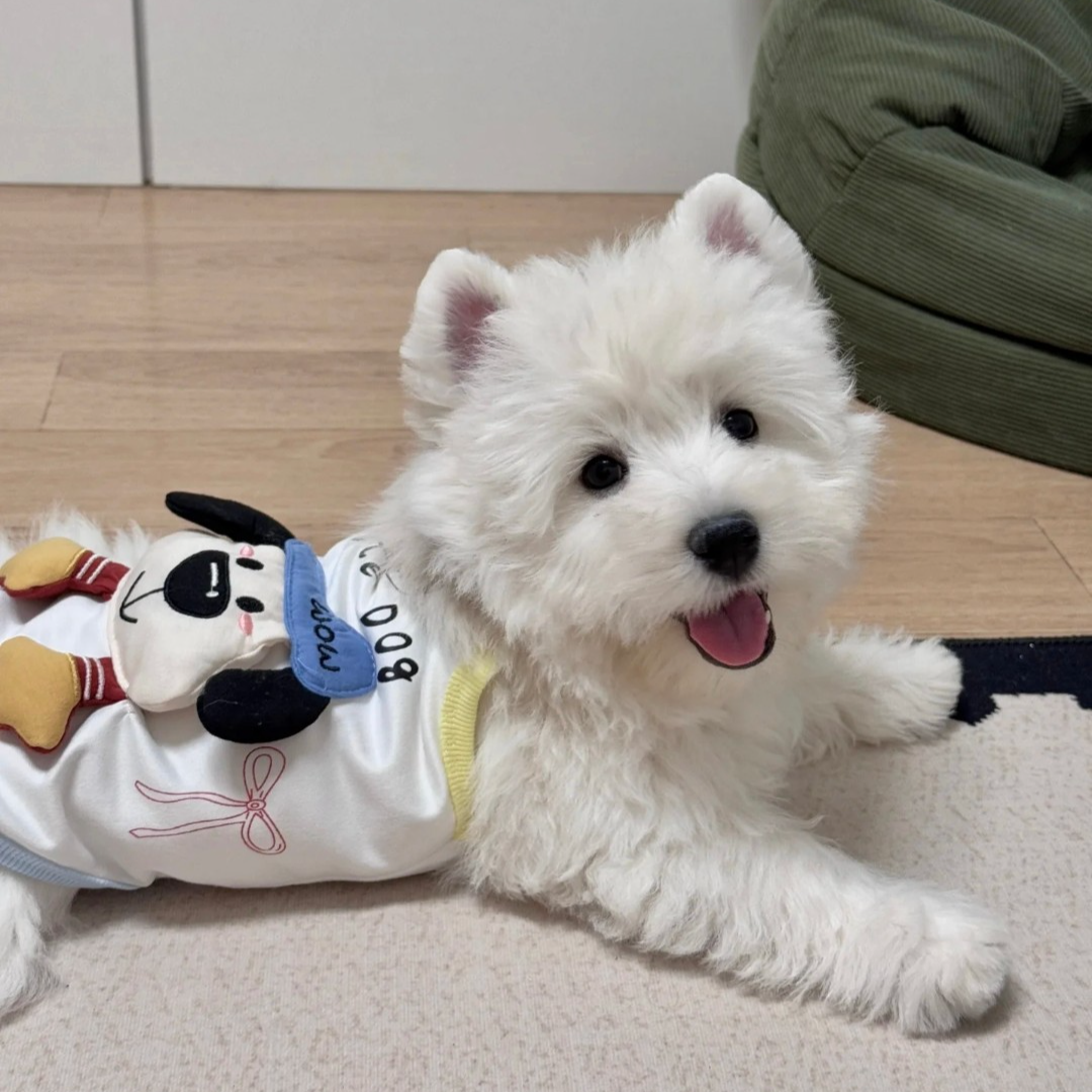 西高地幼犬活体甜甜可爱萌宠家庭陪伴小型犬包犬瘟细小推荐链接