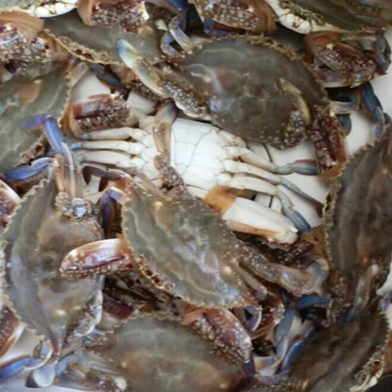 【鲜活】渤海湾梭子蟹1.5kg保鲜不保活