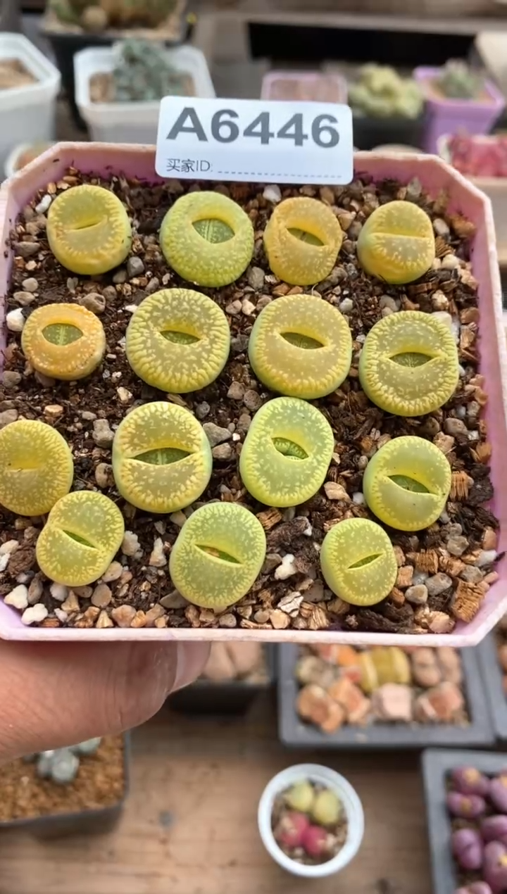 【闪购商品】6446直播一物一拍