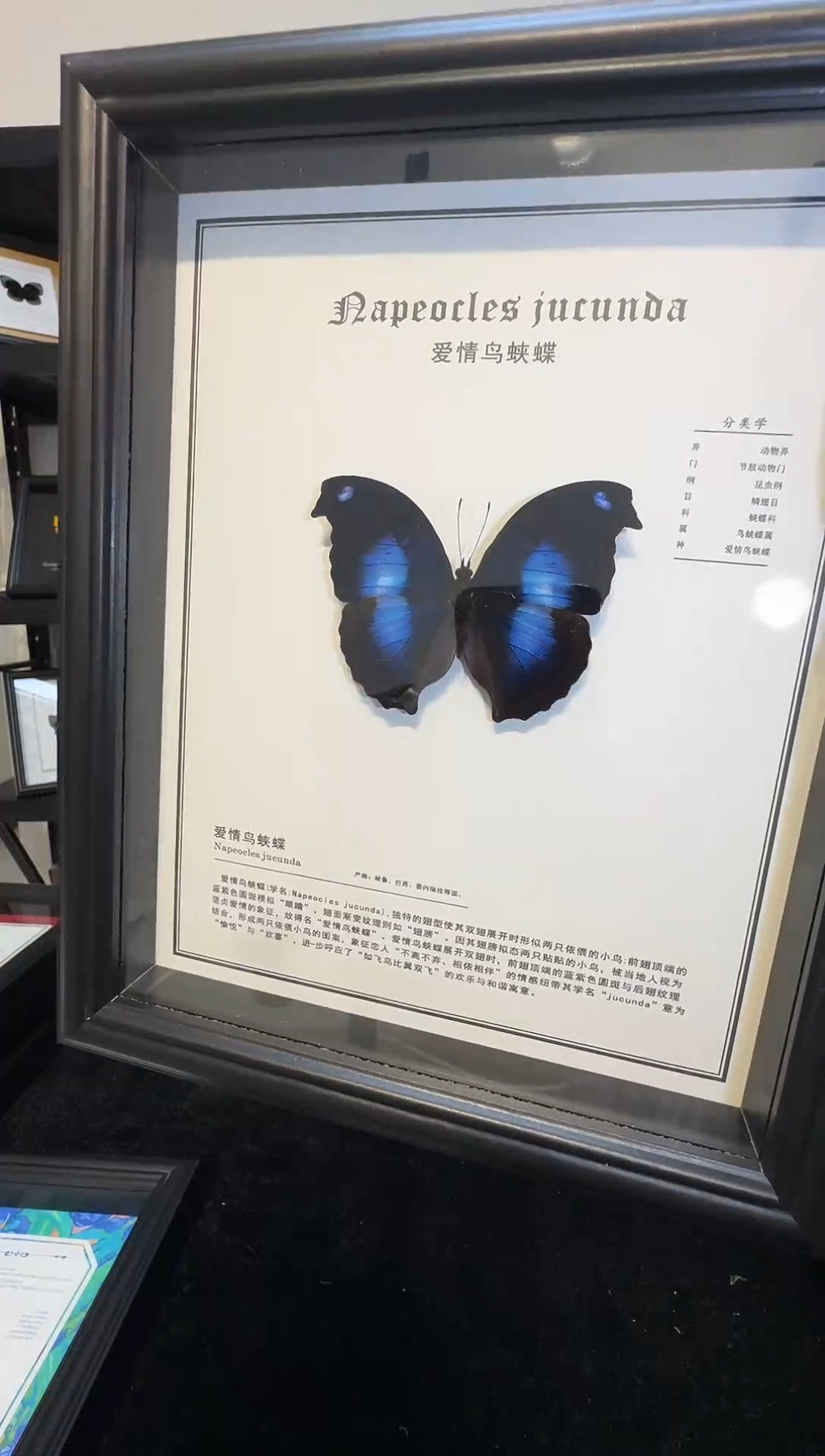 玻璃真实蝴蝶标本