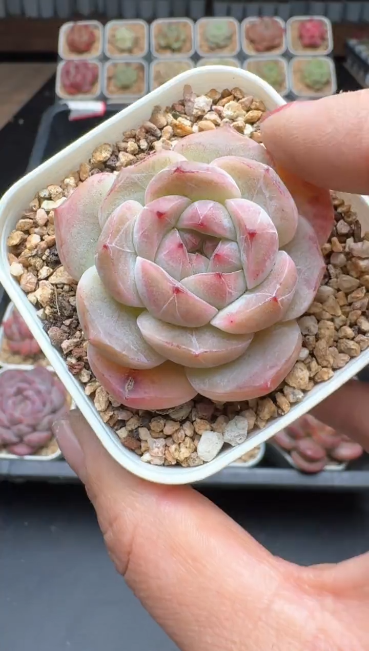 【闪购商品】826B物拍多肉带盆土6.5杯拍3颗包柚