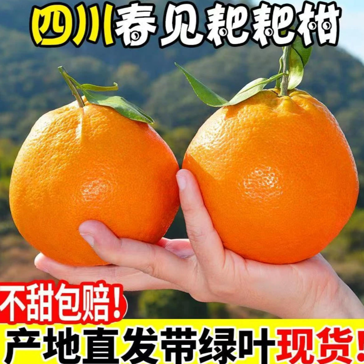 YJ四川春见耙耙柑香甜多汁应季水果新鲜水果现摘