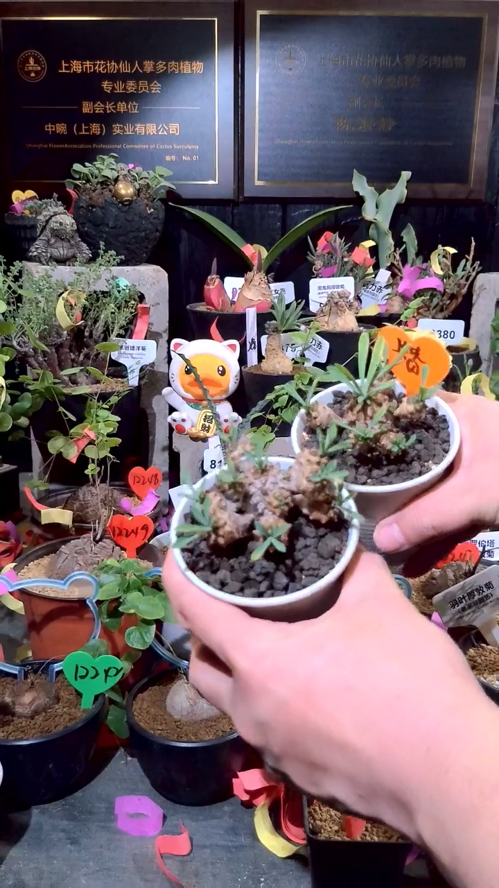 点赞福利植物一组峨眉山