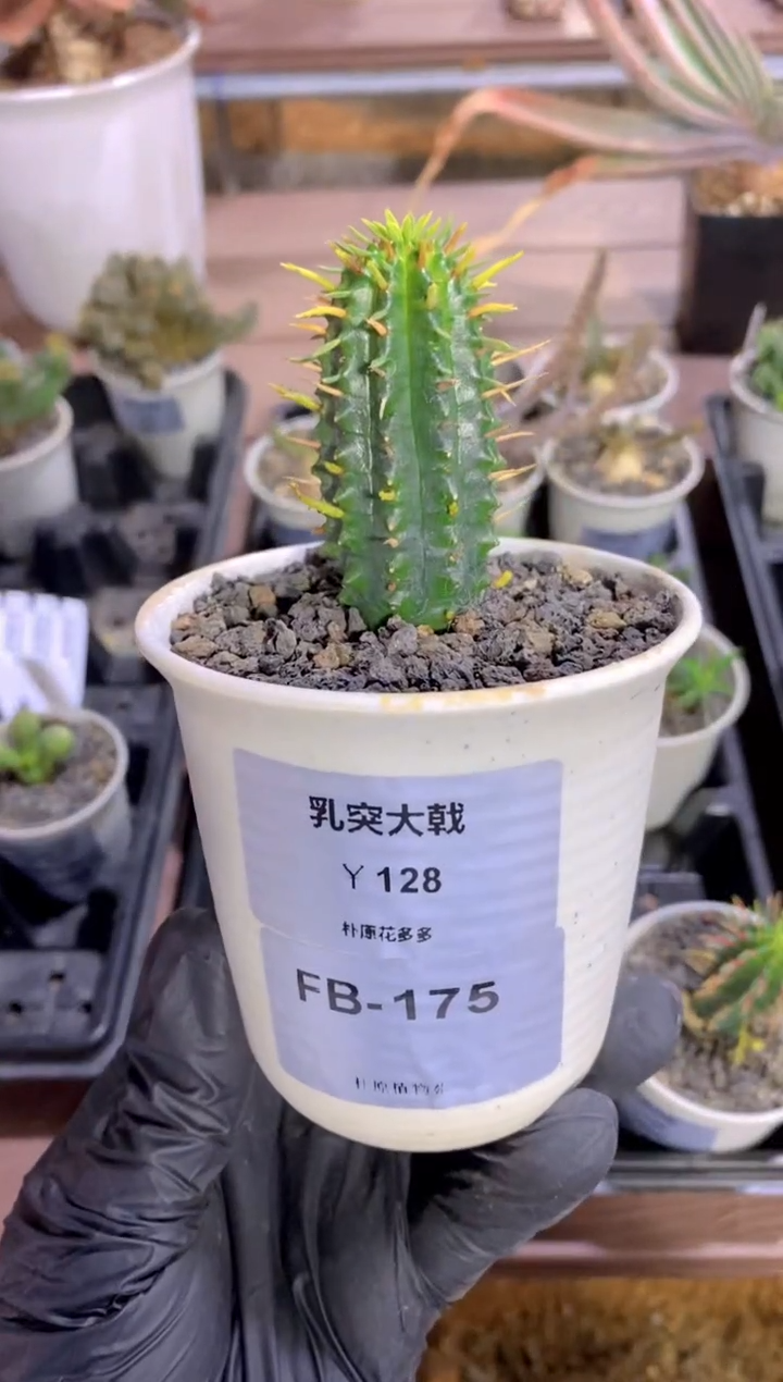 【闪购商品】乳突大戟FB-175